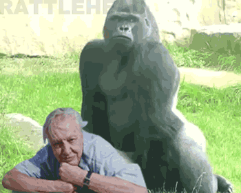 Résultat de recherche d'images pour "gay porn real gorilla fucking a gay man"