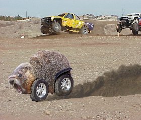 speedy marmot