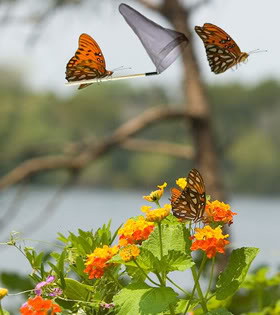 one butterfly chasing another with a butterfly net, really you have to see it to appreciate it