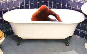 Spiderman, Spiderman, does whatever a spider can, spins a web, gets stuck in your bath