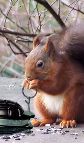 Time-delay squirrel-mince!